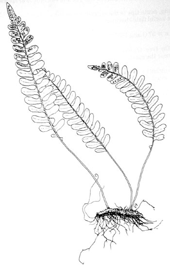 Polypodium amorphum
