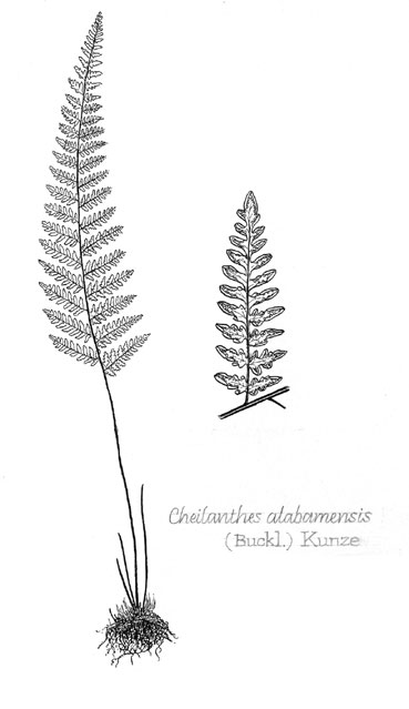 Cheilanthes alabamensis