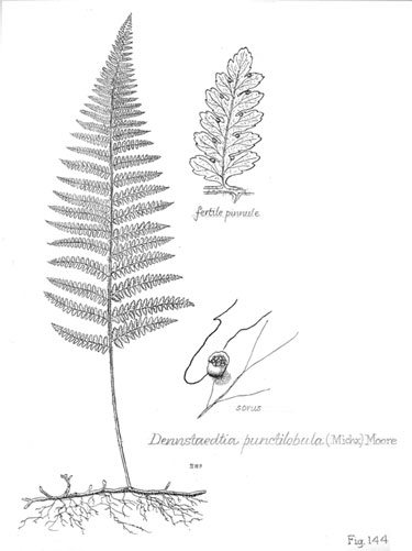 Dennstaedtia punctilobula