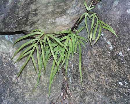 Pteris multifida