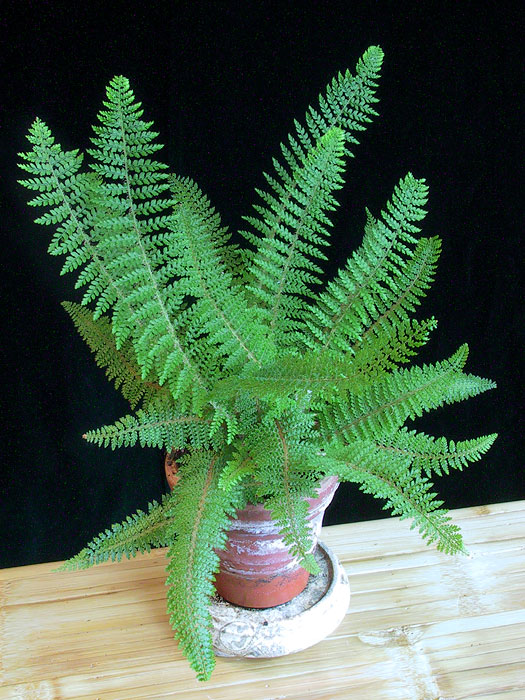 Polystichum setiferum