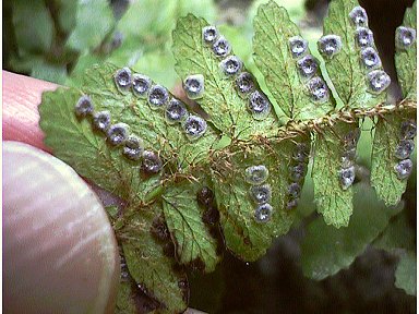 Polystichum craspedosorum