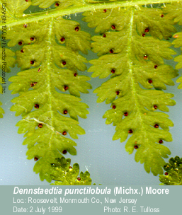 Dennstaedtia 