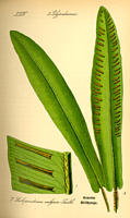 simple fronds