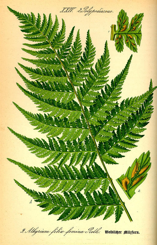 Athyrium filix-femina