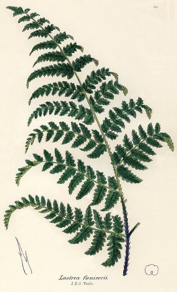 Dryopteris aemula