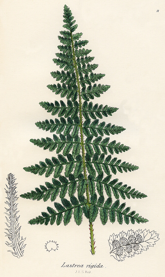 Dryopteris mindshelkensis