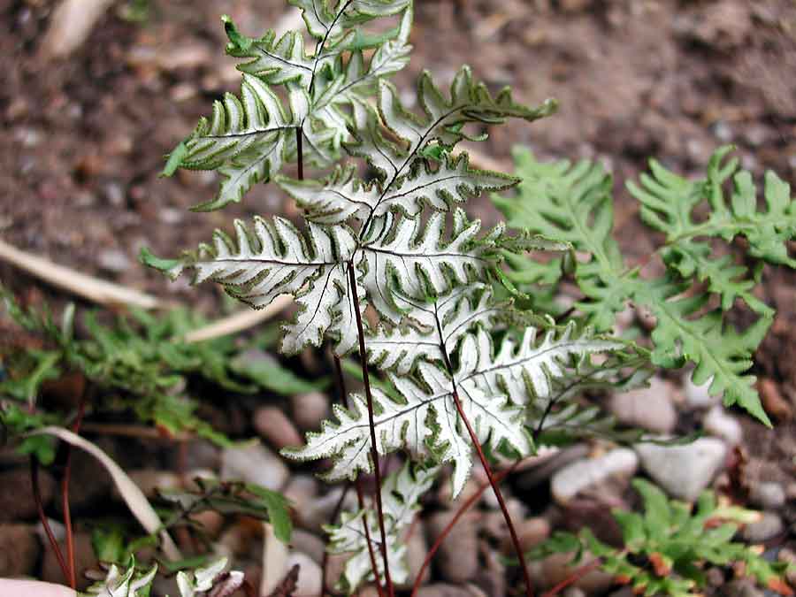 Cheilanthes argentea