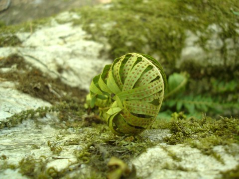 Polypodium fauriei