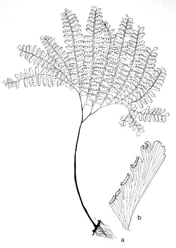 Adiantum pedatum