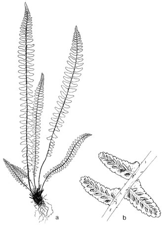 Asplenium platyneuron