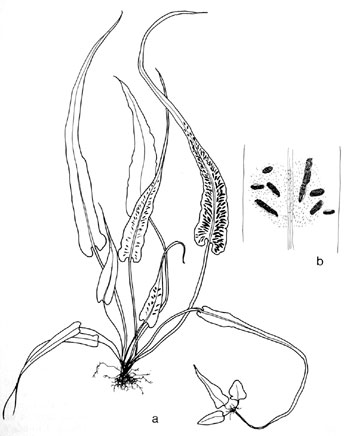Asplenium rhizophyllum