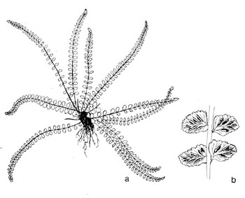 Asplenium trichomanes