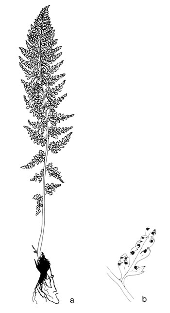 Athyrium alpestre