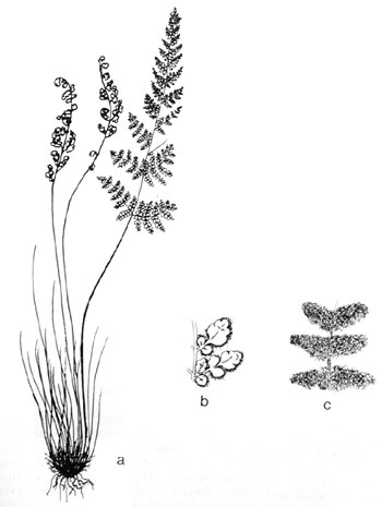 Cheilanthes feei