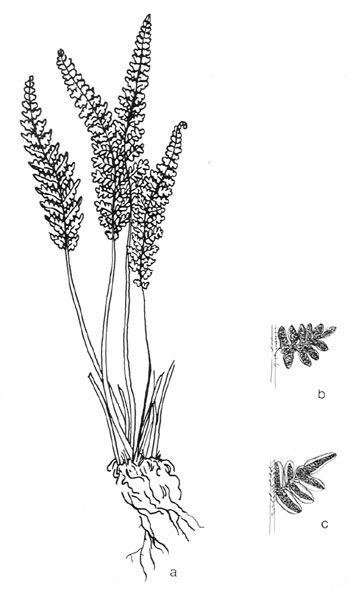 Cheilanthes gracillima