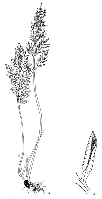 Cryptogramma acrostichoides