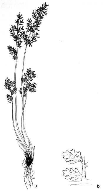 Cryptogramma crispa