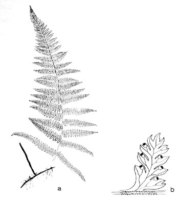 Dennstaedtia punctilobula