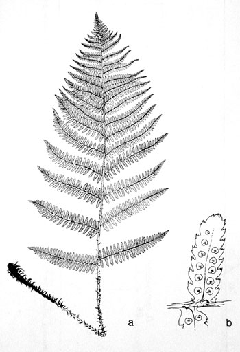 Dryopteris arguta