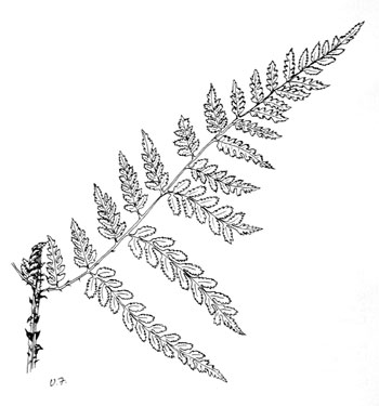 Dryopteris campyloptera