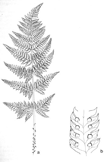 Dryopteris carthusiana