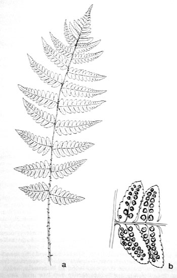 Dryopteris clintoniana