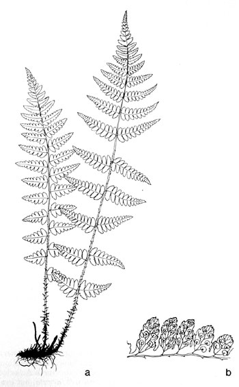 Dryopteris cristata