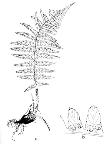 Dryopteris filix-mas