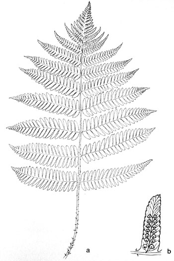 Dryopteris goldiana