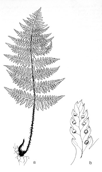 Dryopteris intermedia