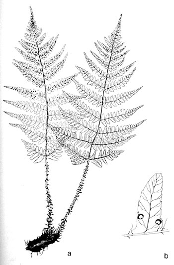 Dryopteris marginalis