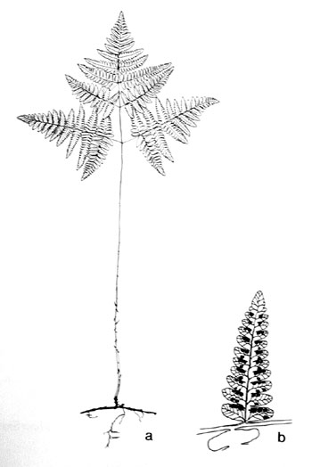 Gymnocarpium dryopteris