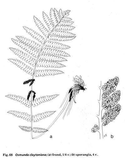 Osmunda claytoniana