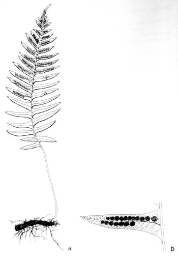 Polypodium glycyrrhiza