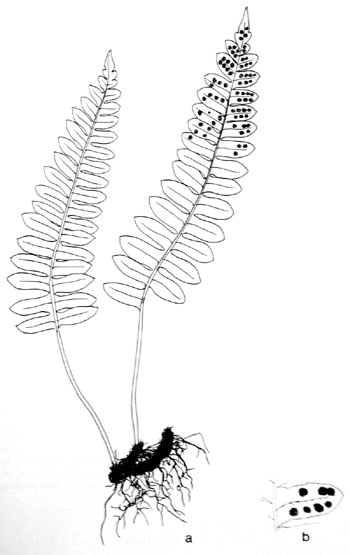 Polypodium hesperium