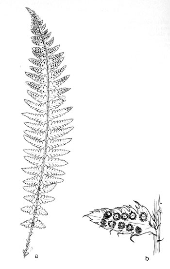 Polystichum andersonii