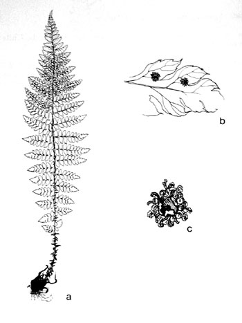 Polystichum braunii