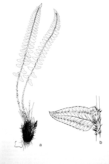 Polystichum imbricans