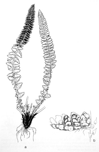 Polystichum kruckebergii