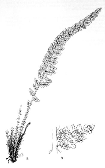 Polystichum lemmonii