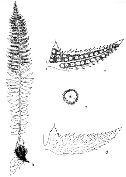 Polystichum lonchitis