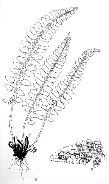 Polystichum scopulinum