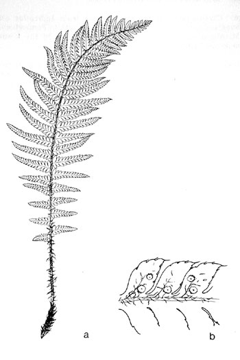 Polystichum setigerum