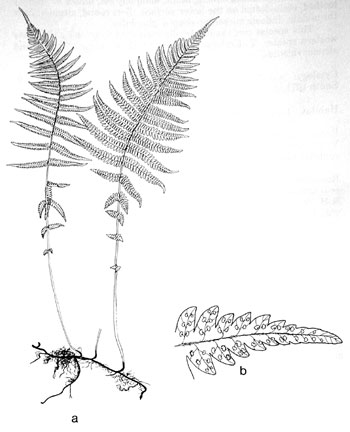 Thelypteris noveboracensis