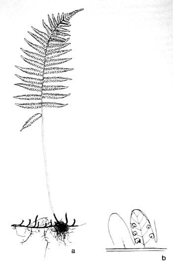 Thelypteris simulata