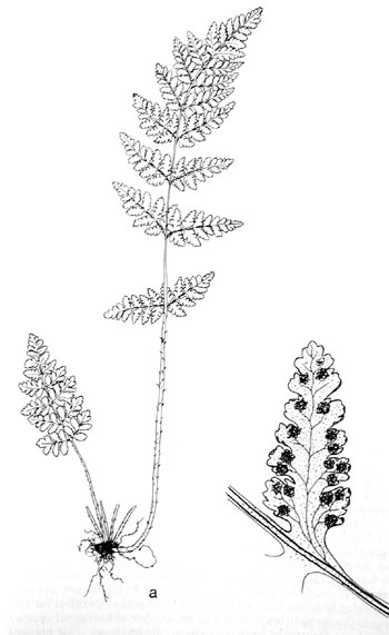 Woodsia obtusa