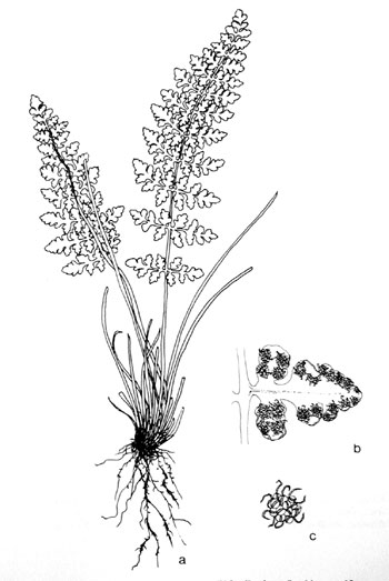 Woodsia oregana