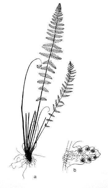 Woodsia scopulina