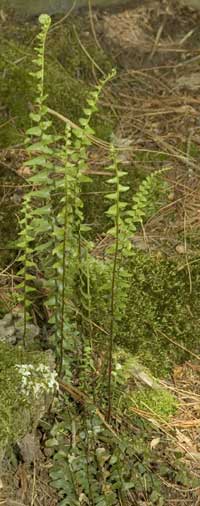 Asplenium platyneuron